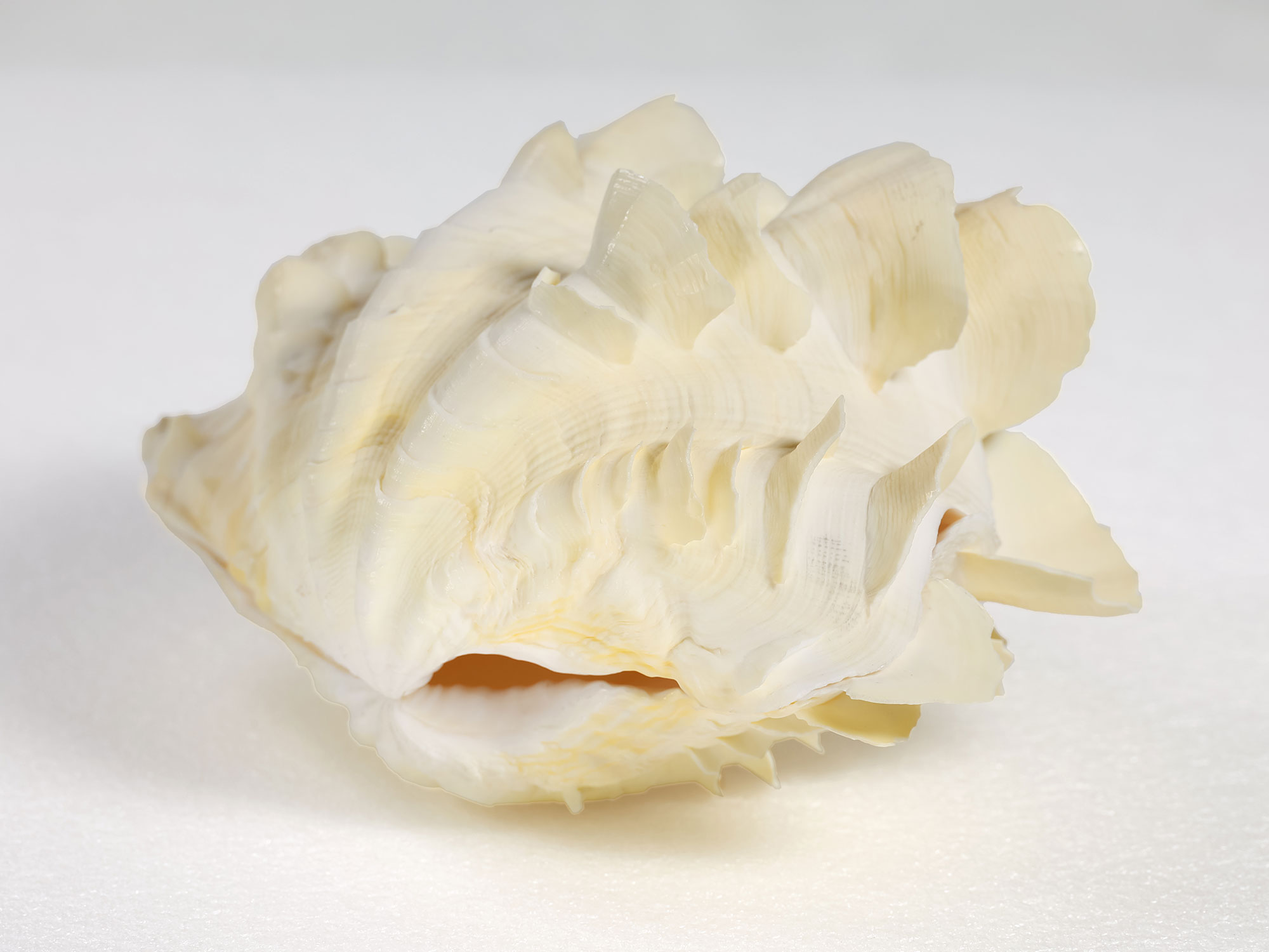 Margaret Roessler Seashell Collection